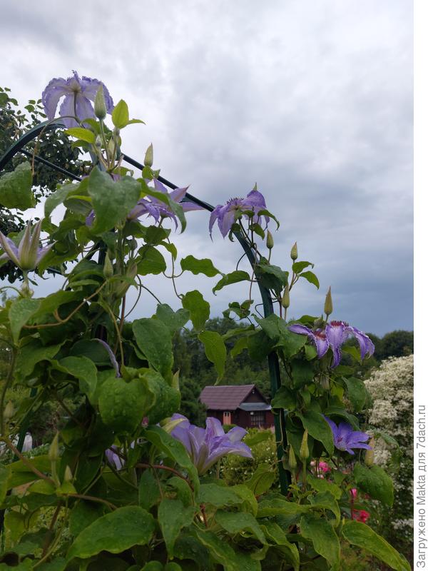 &amp;quot;Анна Герман&amp;quot; припозднилась в этом году