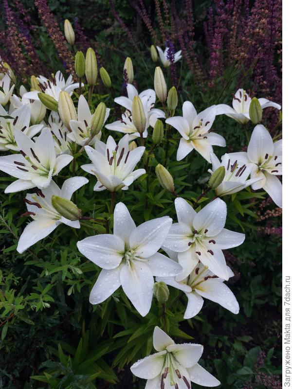 Безымянные и очень старые лилии, собранные в позапрошлом году в кучку.