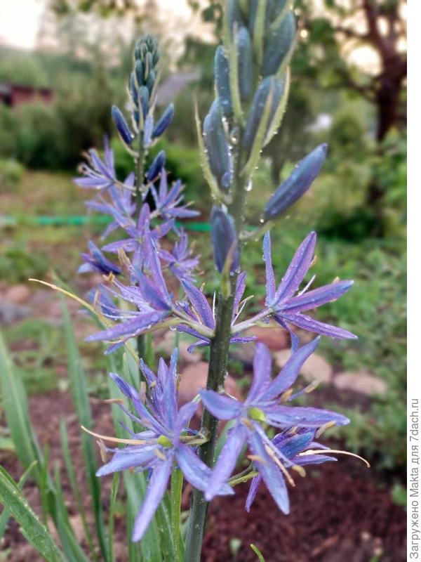 Камассия Лейхтлина, луковичное, зимостойкое, не выкапываю, размножается быстро.