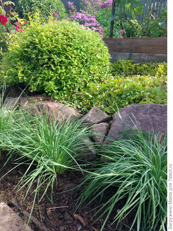 Эти деленки посажены в августе 2024, диаметр у основания был 1,5 см. Месяц назад я их подстригла. Появились новые, но редкие цветоносы, и это неправильно.