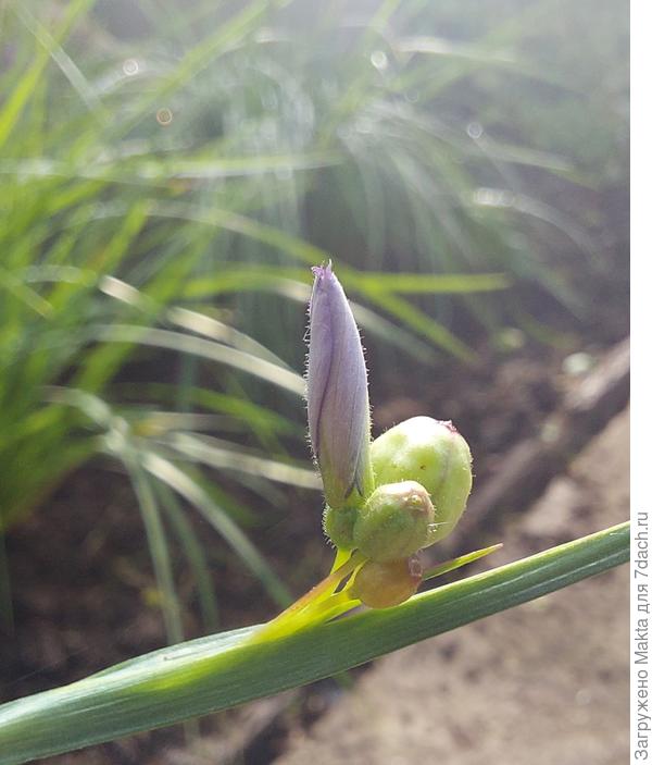 Вот такие коробочки с семенами, как у льна. Цветок не спешил раскрываться,  дождь чувствовал.