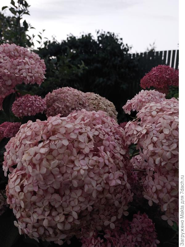 В середине соцветия объёмные, по краю - мельче и ниже, но держат &quot;центр&quot;