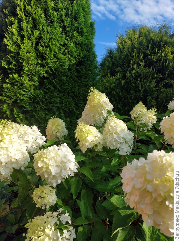 Полярный медведь