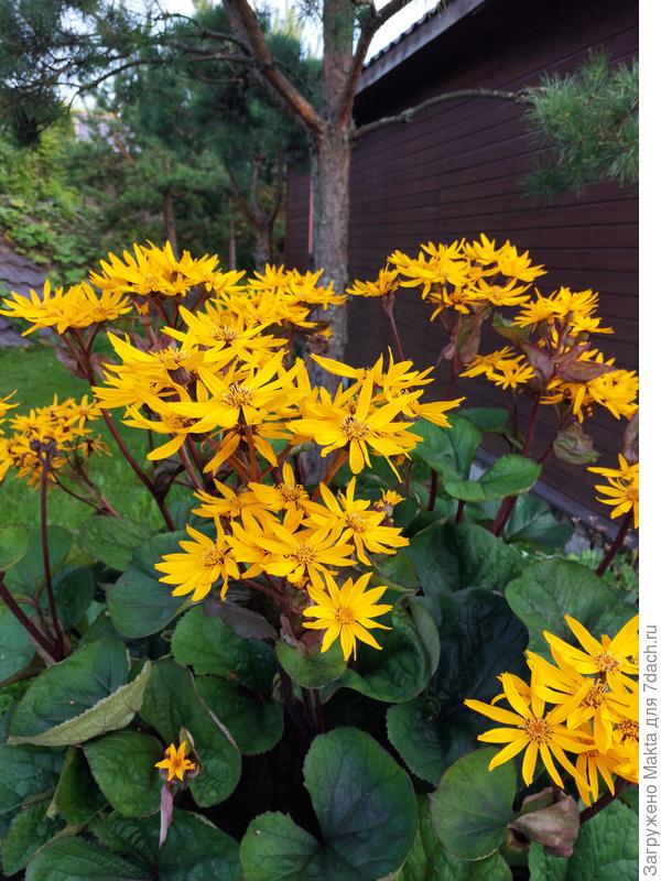 Сорт Отелло.