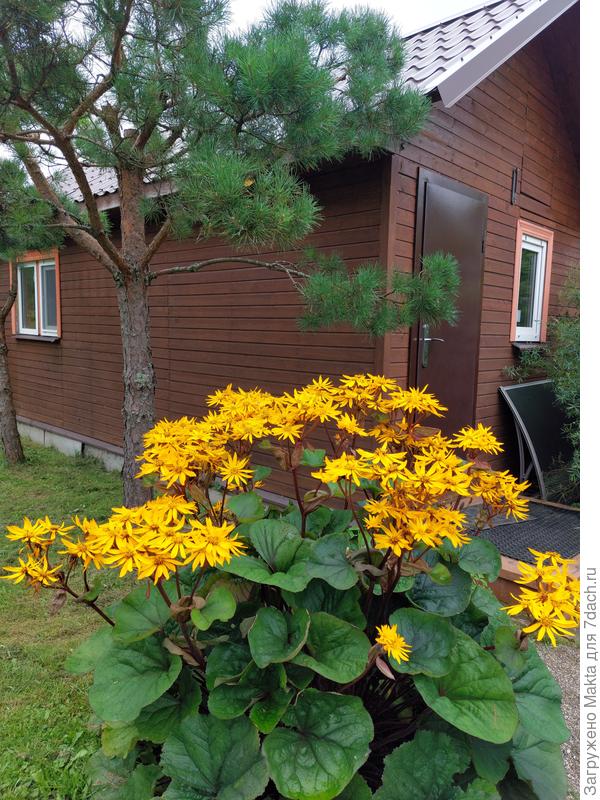 Посадка 2021 г. Деленка была с двумя почками.