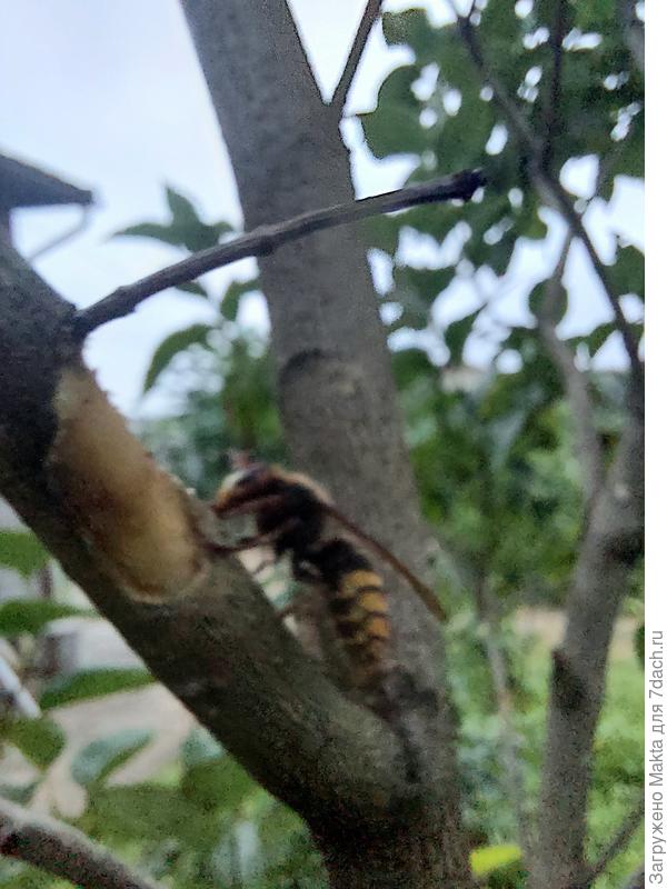 На другой сирени