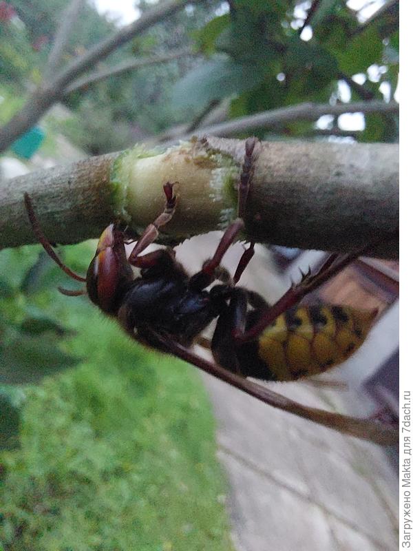 Шершень на ветке сирени