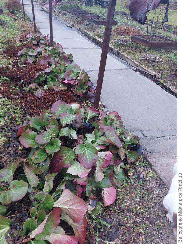 Это Б. в другом месте, тоже на отсеве. Созревшие листья как раз в сырую погоду собирают, моют, сушат. Один висит на перилах:)