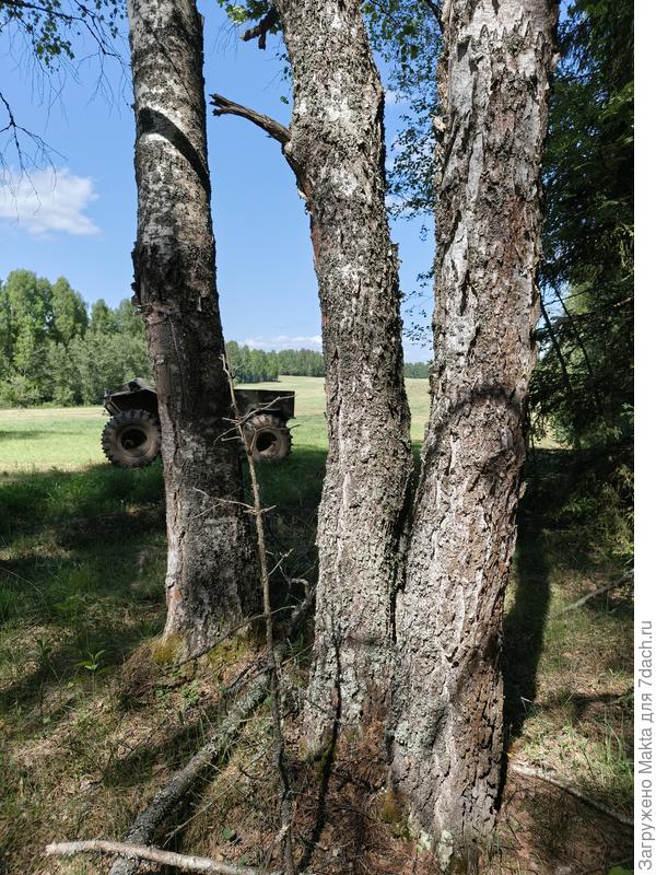 Обкусанная зимой лосем сосенка погибла.