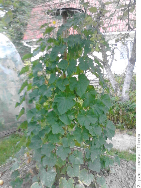 А вот и сам вигвам