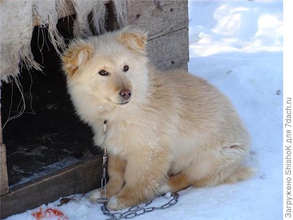 И собака должна на улице жить! На то ей и шерсть.