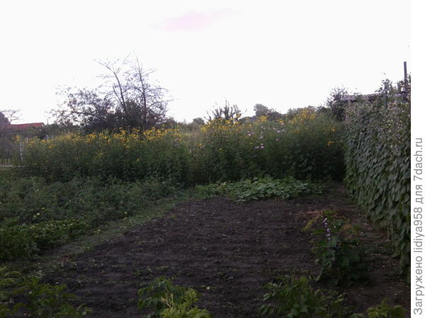 &quot;Стена&quot;, которая отделяет сад от огорода.