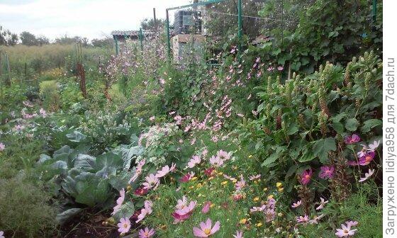 Цветы в огороде