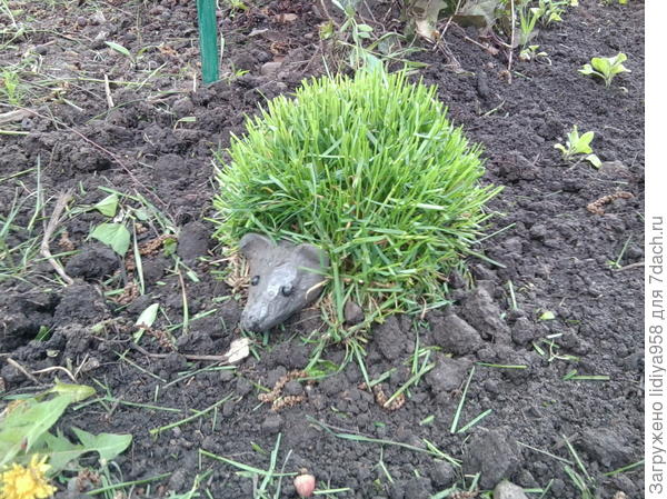 Это мой зеленый ёжик!!! :))