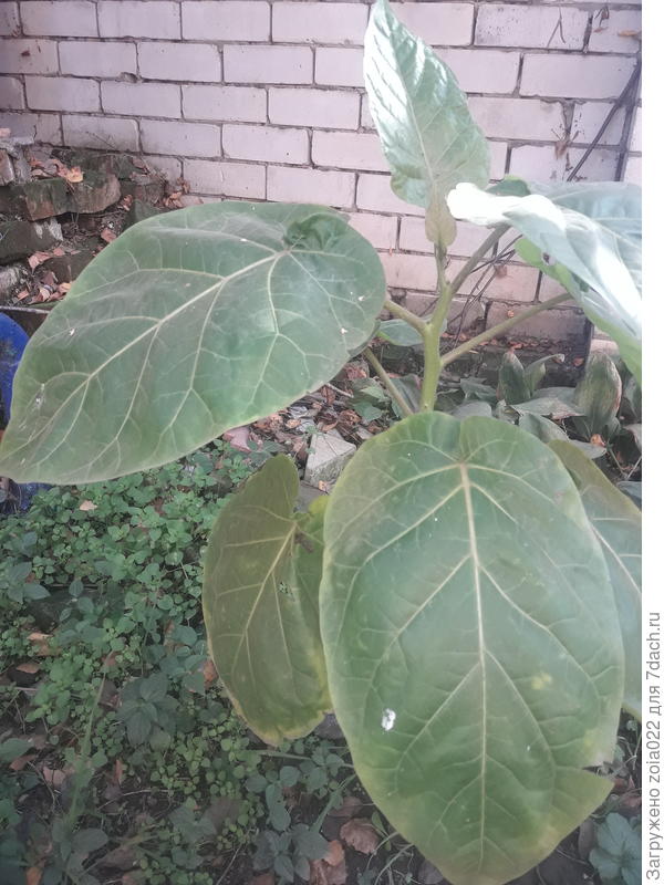 Не знаю как называется