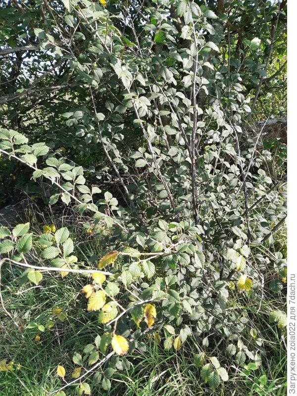 Нашла в лесу Анапы. Цвёл. Что это?