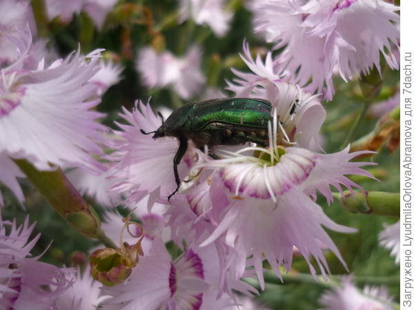 Гвоздика-травянка
