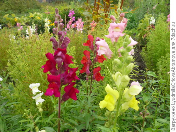 Львиный зев