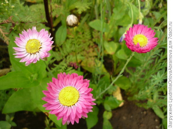 Маргаритка