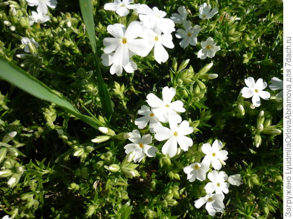 Флокс шиловидный