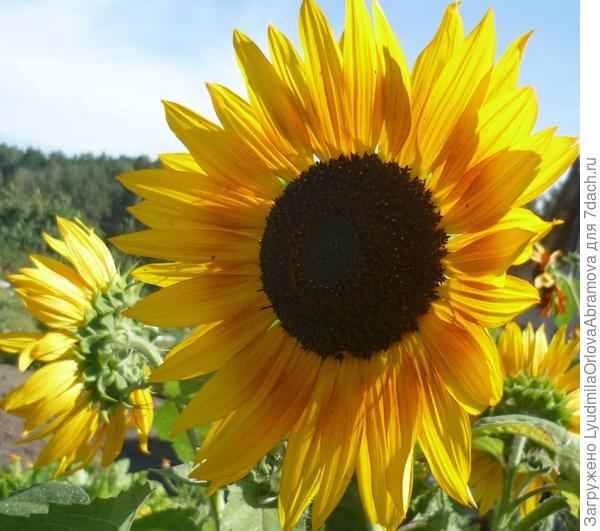Подсолнухи