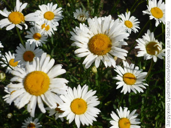 Ромашки