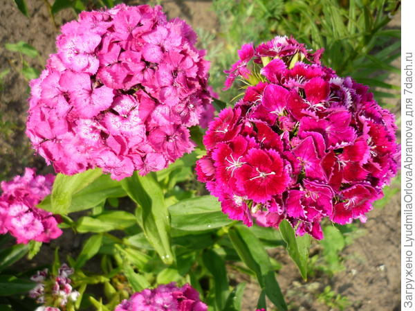 Турецкая гвоздика