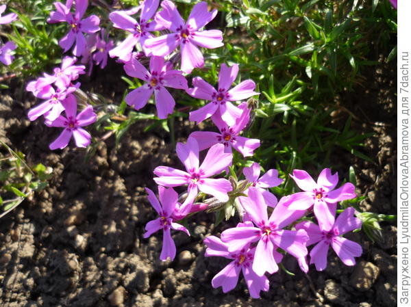 Флокс шиловидный
