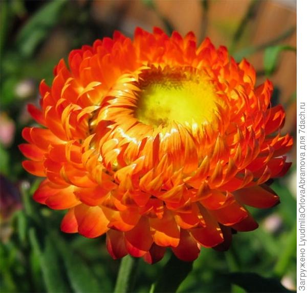 Бессмертник