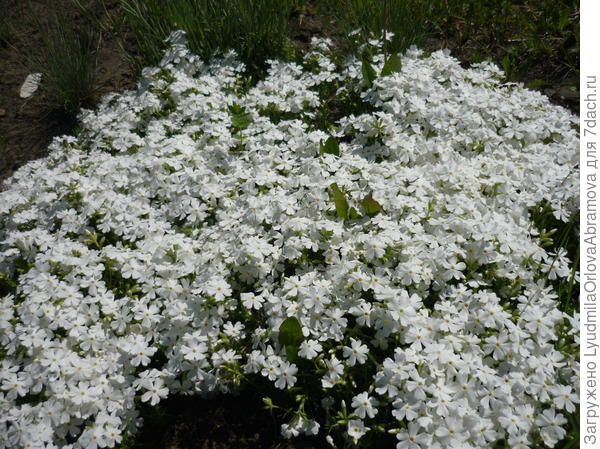 Флокс шиловидный