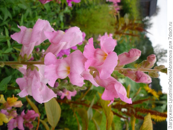 Львиный зев