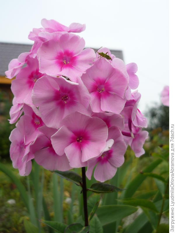 Флокс метельчатый