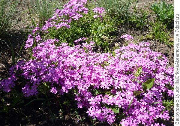 Флокс шиловидный