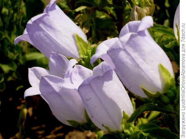 Колокольчики