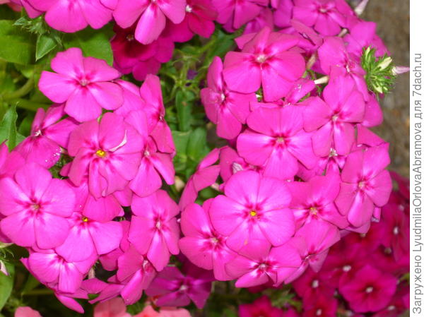 Флокс метельчатый