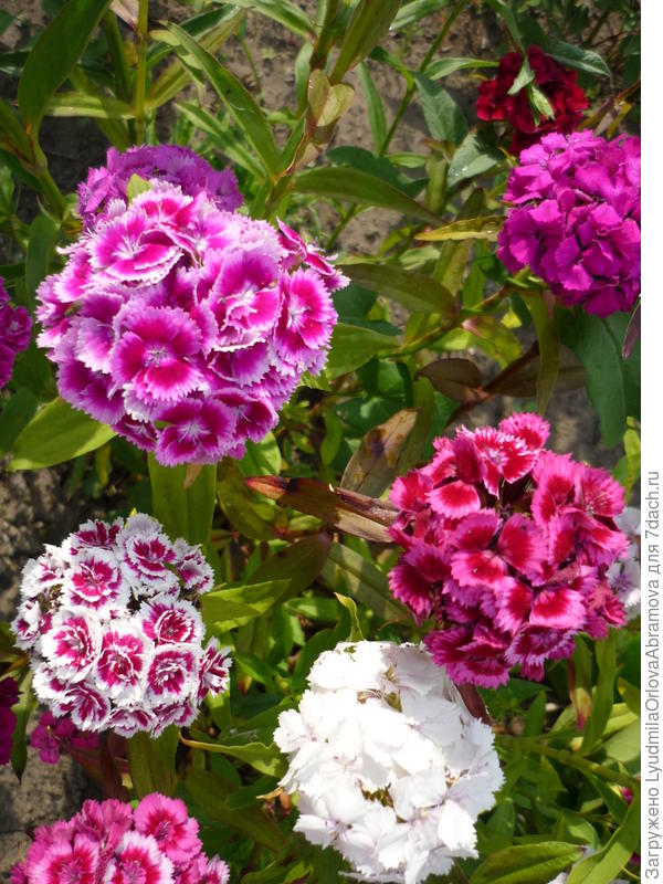 Турецкая гвоздика