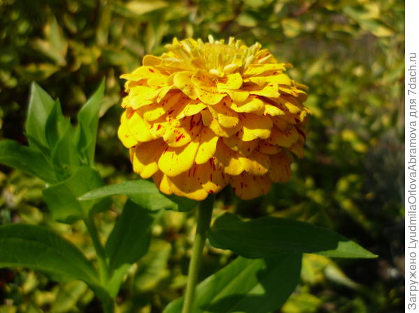 Лето, ах лето...