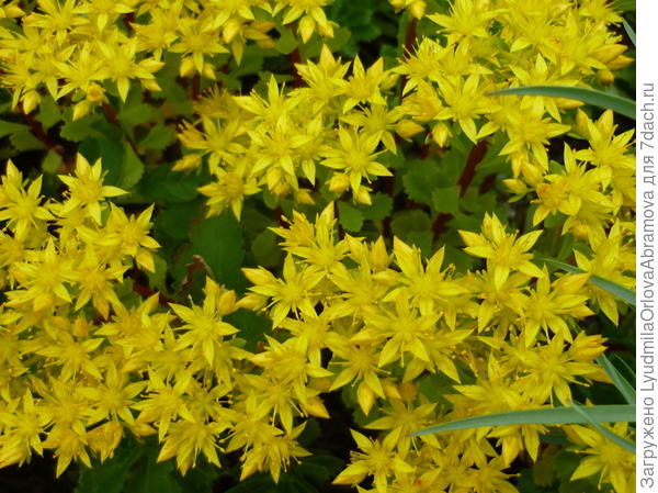 Очиток едкий