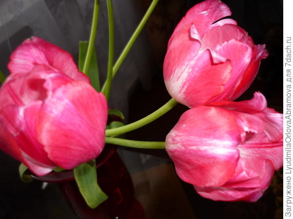 тюльпаны