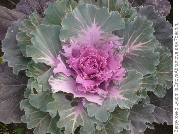 Декоративная капуста