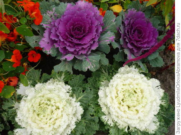 Декоративная капуста