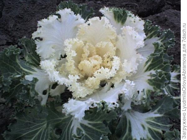 Декоративная капуста