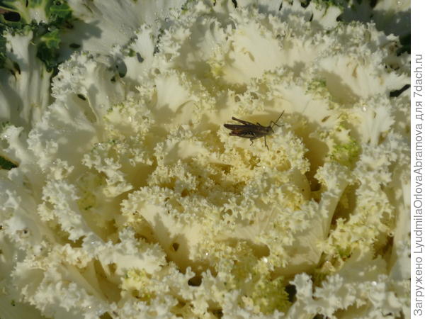 Декоративная капуста