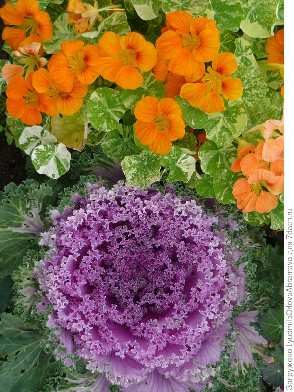 Декоративная капуста и настурция