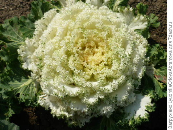 Декоративная капуста