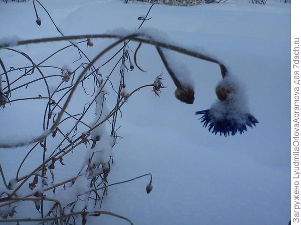 Василек под снегом
