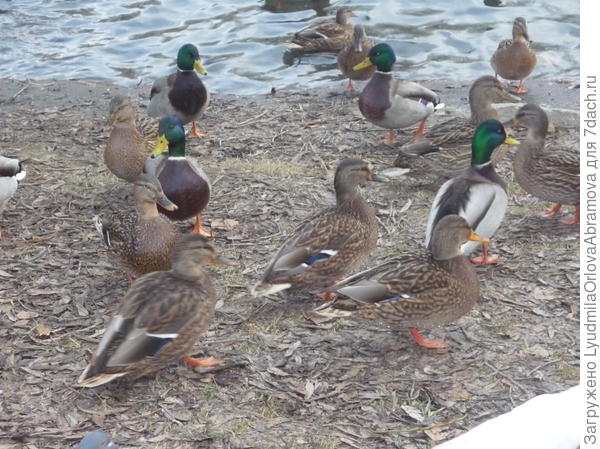 Утки на берегу реки Исеть