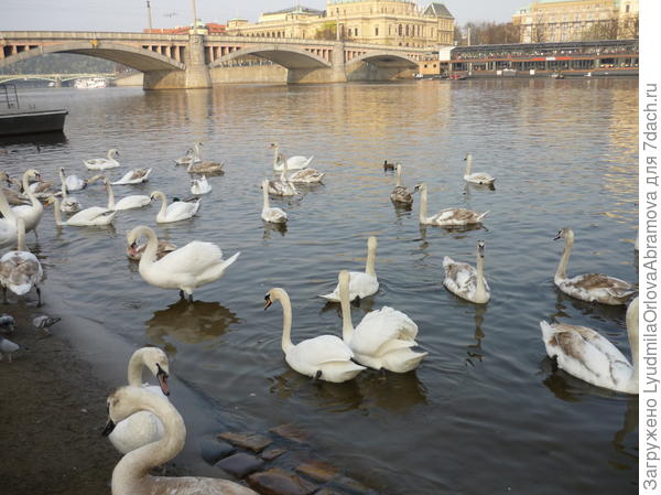 Лебеди на Влтаве