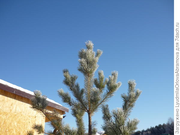 Февральское небо