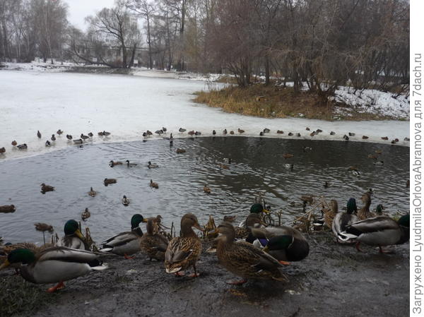 Утки на реке Исеть